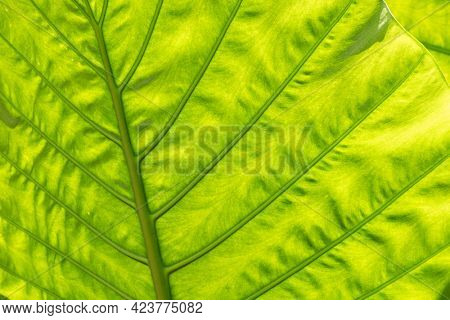 nature background of green alocasia odora leaf in the outdoor