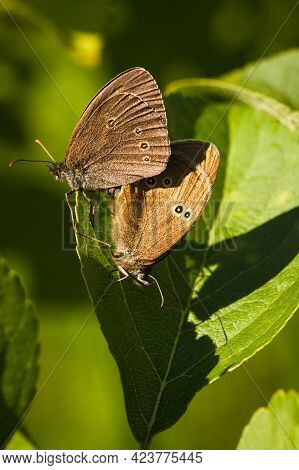 Two Butterflies Oeneis Jutta Mating With Each Other On Cherry Leaf In Sunny Day Outdoor In Summer.