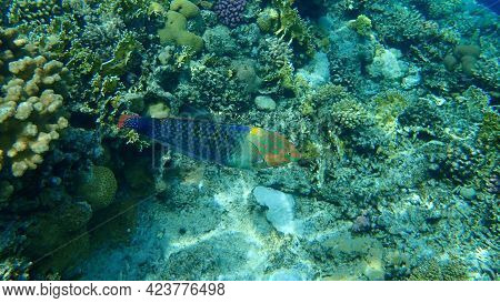 Checkerboard Wrasse (halichoeres Hortulanus) Undersea, Red Sea, Egypt, Sinai, Ras Mohammad National 