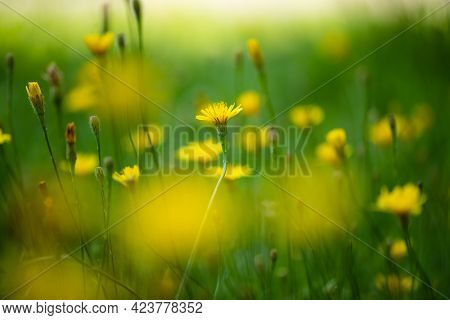 Background Of Yellow Flowers Of Roofing Skerda (crepis Tectorum) Grow On Meadow In Summer.