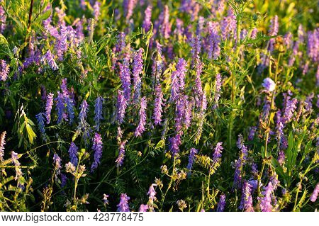 Beautiful Blue Flowers Mouse Peas (vicia Cracca) Grow On Meadow In Sunny Day In Summer.