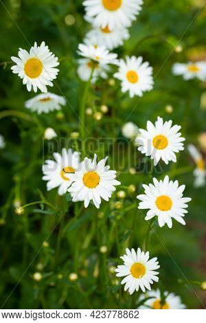 Beautiful Chamomile Flowers Grow In Garden Outdoors In Summer Top View.