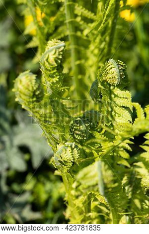 Young Green Sprouts Of Fern (polypodiophyta) Growing In Sunny Day In Spring Garden.