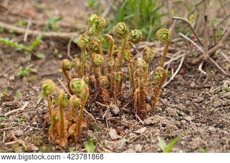 Young Green Little Sprouts Of Fern (polypodiophyta) Growing In Spring Garden.
