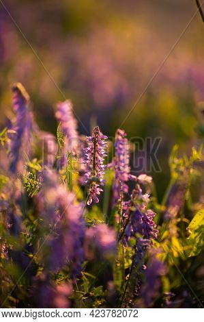 Beautiful Flower Landscape. Blue Flowers Mouse Peas (vicia Cracca) Grow On Meadow At Sunset In Summe