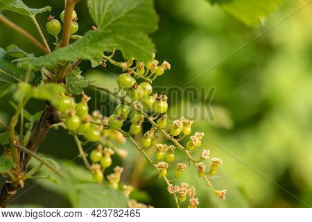 Unripe Red Currant Berries With Leaves In Spring Garden Close Up.