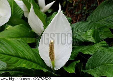 Beautiful White Spathe Flower 'sweet Pablo' At Full Bloom