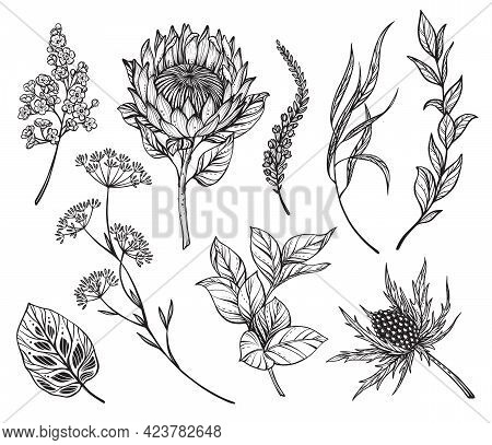 Vector Set Of Black And White Flowers, Feverweeds, Protea, Herbs And Leaves Isolated On White Backgr