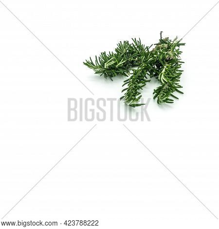 Rosemary Close-up. Twig With Green Needle-like Leaves Isolated On White Background. Top Right Corner