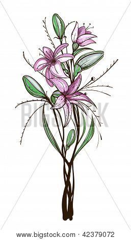 Lilie Blumen Abbildung