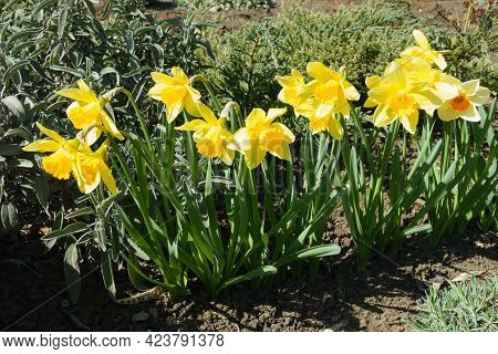 Yellow, Orange And White Flowers Of Narcissuses In March