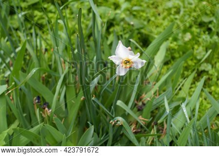 1 White Flower Of Narcissus In The Leafage In May