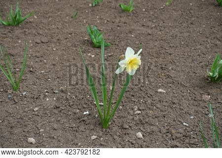 Big White Flower Of Narcissus In March