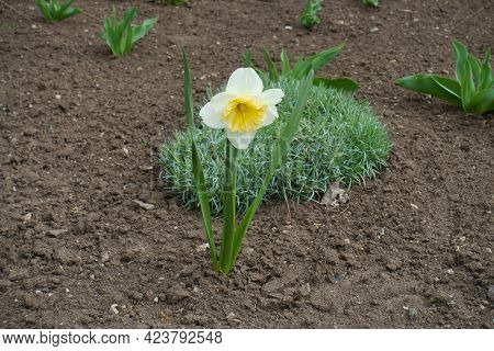 Front View Of Narcissus With One White Flower In March