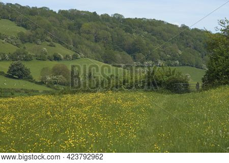 Summer In The Woolley Valley, An Area Of Outstanding Natural Beauty In The Cotswolds On The Outskirt