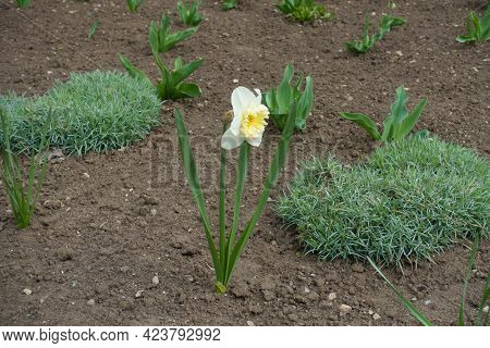 Full Length View Of Narcissus With One White Flower In March
