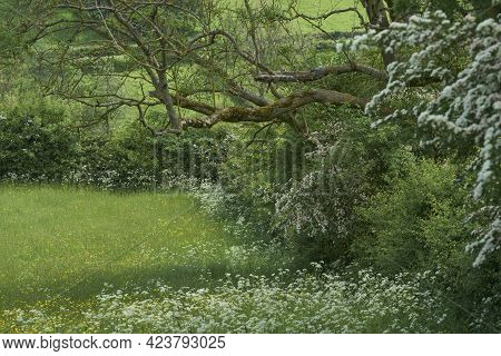 Summer In The Woolley Valley, An Area Of Outstanding Natural Beauty In The Cotswolds On The Outskirt