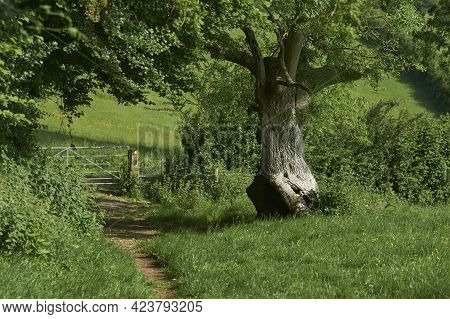 Summer In The Woolley Valley, An Area Of Outstanding Natural Beauty In The Cotswolds On The Outskirt