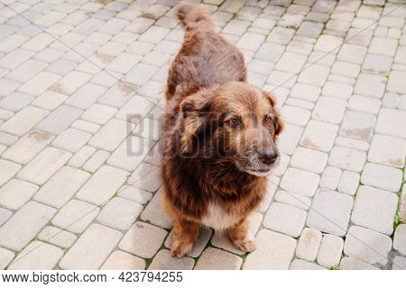 Brown Beardless Dog. Shelter For Homeless Animals.
