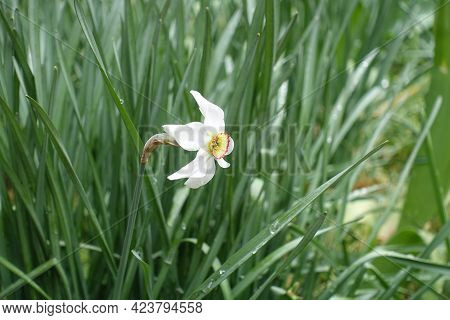 Small White Flower Of Narcissus In May