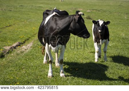 Black And White Cow And Calf On A Summer Pasture Eats A Grass.