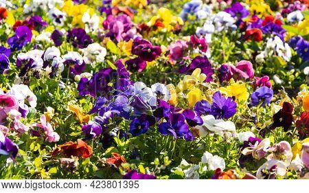 Colorful Garden Viola Flowers, Decorative Flora, Rich Colors And Shapes. Impressive Color Palette, C
