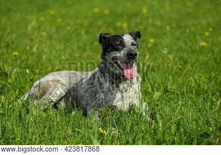 Happy Dog Is Lying In The Grass In Outdoors.