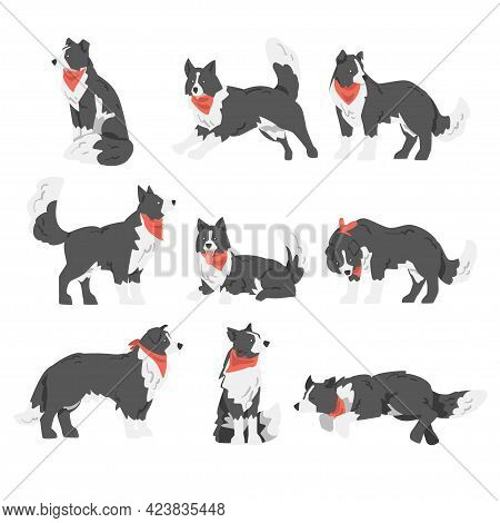 Border Collie Dog Set, Shepherd Pet Animal With Black White Coat In Red Neckerchief Cartoon Vector I