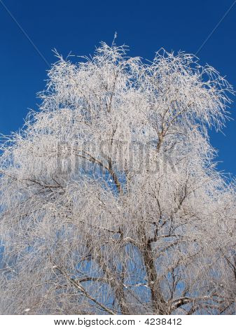 Albero ghiacciato