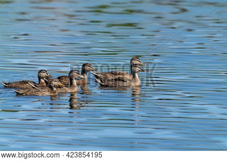 Female Mallard Duck Swims With Her Baby Ducklings In The Calm Water Of A Pond. Taken In Maple Grove,