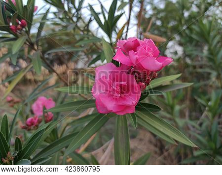 A Beautiful Garden Pink Colour Flowers Plant
