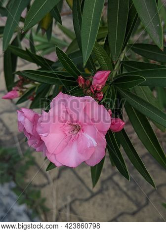 A Beautiful Garden Pink Colour Flowers Plant