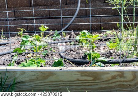 Garden With Wire Fencing To Keep Out Rabbits. Strawberries Planted In Rows Behind The Fence With An 