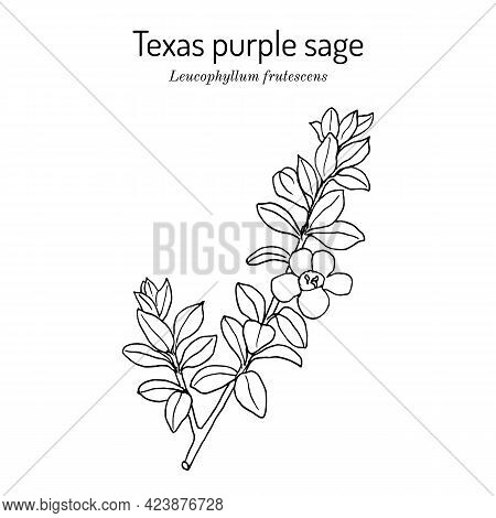 Purple Sage Leucophyllum Frutescens , Official State Native Shrub Of Texas. Vector Hand Drawn Illust