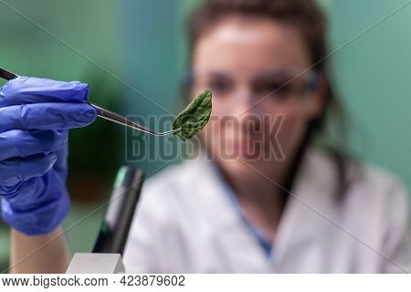 Scientist Researcher Examining Genetically Modified Green Leaf Under Microscope. Biologist Engineeri