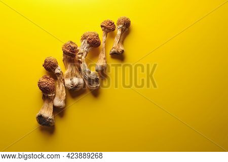 Dried Psilocybe Cubensis Psilocybin Mushrooms On Yellow Backfround, Flat Lay. Magic Shrooms Golden T