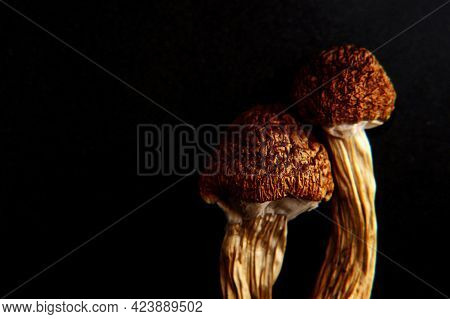 Micro-dosing Concept. Dry Psilocybin Mushrooms On Black Background. Psychedelic Mushroom Close Up. M