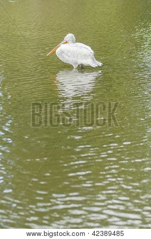Tepeli pelikan, Pelecanus Crispus