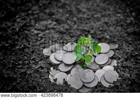 Growth Small Tree On Thai Stack Coin 5 Baht With Black And White Backgroune. Problem Finance Or Star