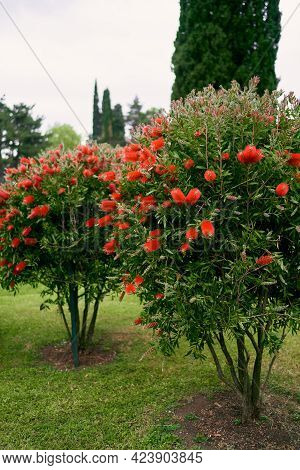 Callistemon Bushes Blooming With Red Flowers In A Green Park