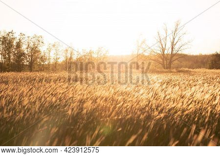 Grainfield At Sunset With The Sun Behind It