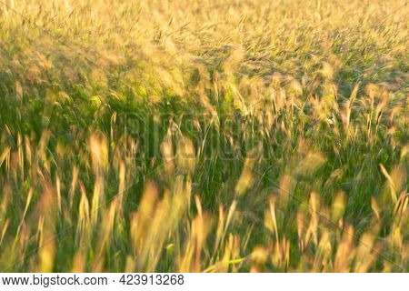 Motion Blur Grainfield At Sunset With The Sun Behind It
