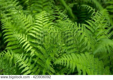 Beautyful Ferns Leaves, Green Foliage, Natural Floral Fern Background In Sunlight. Botany Concept. F