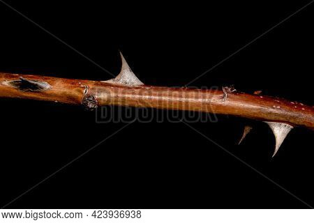 Dry rose plant stem isolated on black background
