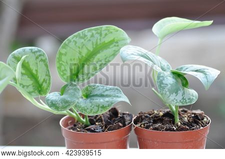 Satin Pothos, Silver Hilodendron Or Scindapsus Pictus Hassk Or Argyreus Plant