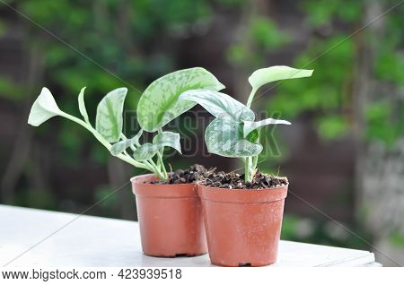 Satin Pothos, Silver Hilodendron Or Scindapsus Pictus Hassk Or Argyreus Plant