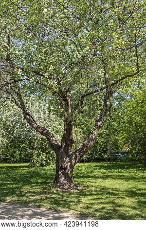 A Bird Cherry Tree Or Latin Prunus Maackii Also Padus Maackii With White Flowers And Green Leaves Bl