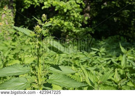 Blooming Nettles In A Forest Glade, On A Sunny Day