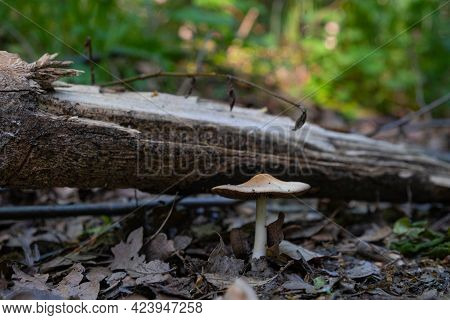 A Poisonous Mushroom Growing On The Road In The Forest, Close-up