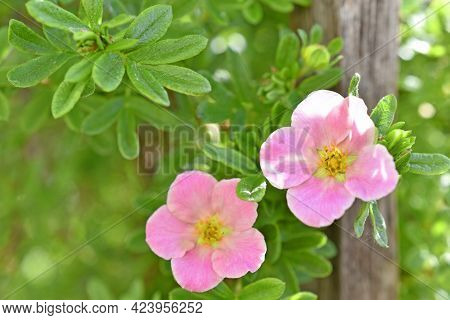 Pink Flower Lapchatka Is One Of The Varieties Of Herbaceous Plants Of The Family Rosaceae.